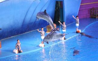 海豚总动员,海洋守护者的英勇传奇